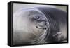 Southern Elephant Seal-DLILLC-Framed Stretched Canvas