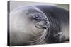 Southern Elephant Seal-DLILLC-Stretched Canvas