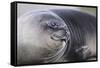 Southern Elephant Seal-DLILLC-Framed Stretched Canvas