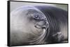 Southern Elephant Seal-DLILLC-Framed Stretched Canvas