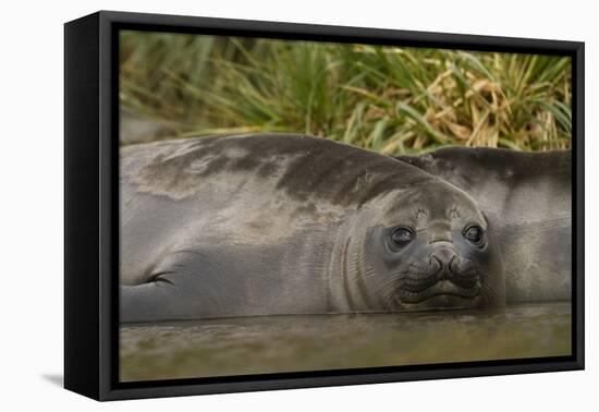 Southern Elephant Seal-Joe McDonald-Framed Stretched Canvas