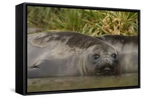 Southern Elephant Seal-Joe McDonald-Framed Stretched Canvas