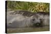Southern Elephant Seal-Joe McDonald-Stretched Canvas