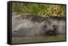 Southern Elephant Seal-Joe McDonald-Framed Stretched Canvas