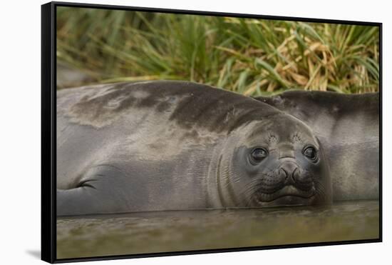 Southern Elephant Seal-Joe McDonald-Framed Stretched Canvas