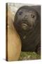 Southern Elephant Seal-Joe McDonald-Stretched Canvas