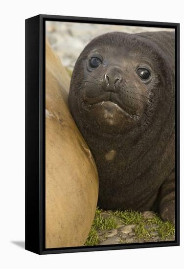 Southern Elephant Seal-Joe McDonald-Framed Stretched Canvas