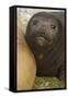 Southern Elephant Seal-Joe McDonald-Framed Stretched Canvas