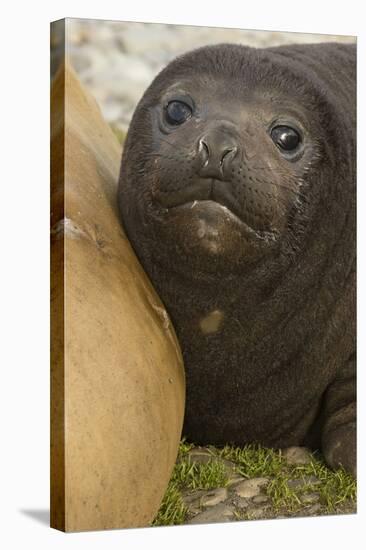 Southern Elephant Seal-Joe McDonald-Stretched Canvas