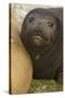 Southern Elephant Seal-Joe McDonald-Stretched Canvas