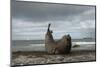 Southern Elephant Seal-Joe McDonald-Mounted Photographic Print