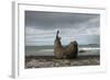 Southern Elephant Seal-Joe McDonald-Framed Photographic Print