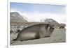 Southern Elephant Seal-Joe McDonald-Framed Photographic Print