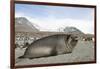 Southern Elephant Seal-Joe McDonald-Framed Photographic Print