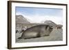 Southern Elephant Seal-Joe McDonald-Framed Photographic Print