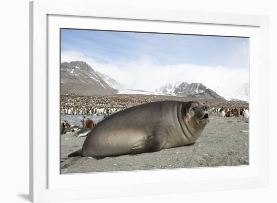 Southern Elephant Seal-Joe McDonald-Framed Photographic Print