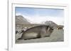 Southern Elephant Seal-Joe McDonald-Framed Photographic Print