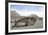 Southern Elephant Seal-Joe McDonald-Framed Photographic Print