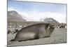 Southern Elephant Seal-Joe McDonald-Mounted Photographic Print