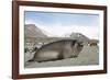 Southern Elephant Seal-Joe McDonald-Framed Photographic Print