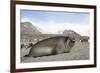 Southern Elephant Seal-Joe McDonald-Framed Photographic Print