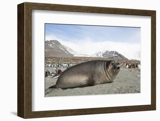 Southern Elephant Seal-Joe McDonald-Framed Photographic Print