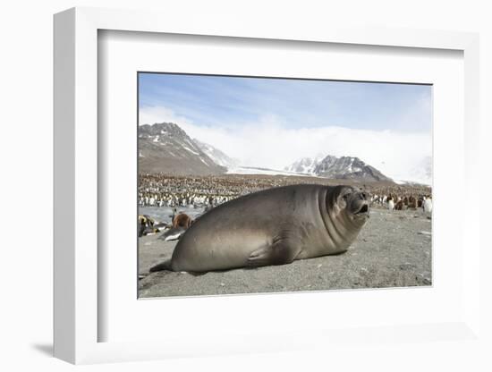 Southern Elephant Seal-Joe McDonald-Framed Photographic Print