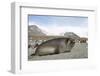 Southern Elephant Seal-Joe McDonald-Framed Photographic Print