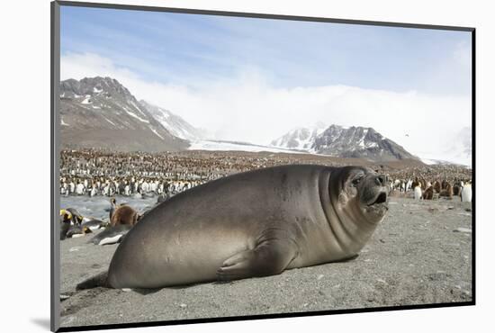 Southern Elephant Seal-Joe McDonald-Mounted Photographic Print