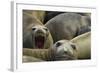 Southern Elephant Seal-Joe McDonald-Framed Photographic Print