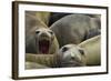 Southern Elephant Seal-Joe McDonald-Framed Photographic Print