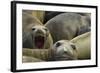 Southern Elephant Seal-Joe McDonald-Framed Photographic Print