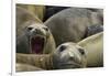 Southern Elephant Seal-Joe McDonald-Framed Photographic Print