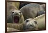 Southern Elephant Seal-Joe McDonald-Framed Photographic Print