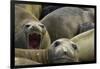 Southern Elephant Seal-Joe McDonald-Framed Photographic Print