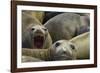 Southern Elephant Seal-Joe McDonald-Framed Photographic Print