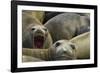 Southern Elephant Seal-Joe McDonald-Framed Photographic Print