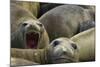 Southern Elephant Seal-Joe McDonald-Mounted Photographic Print