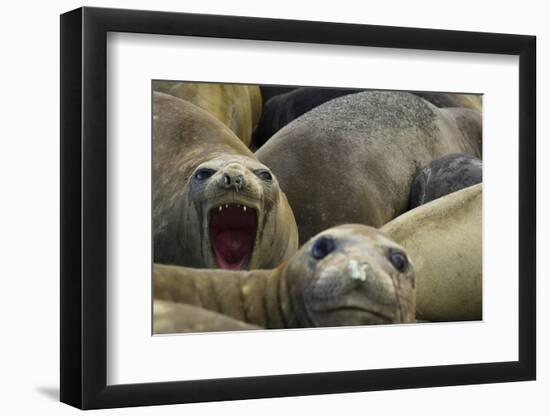 Southern Elephant Seal-Joe McDonald-Framed Photographic Print