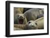 Southern Elephant Seal-Joe McDonald-Framed Photographic Print