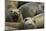 Southern Elephant Seal-Joe McDonald-Mounted Photographic Print