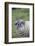 Southern Elephant Seal-DLILLC-Framed Photographic Print