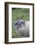 Southern Elephant Seal-DLILLC-Framed Photographic Print