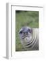 Southern Elephant Seal-DLILLC-Framed Photographic Print