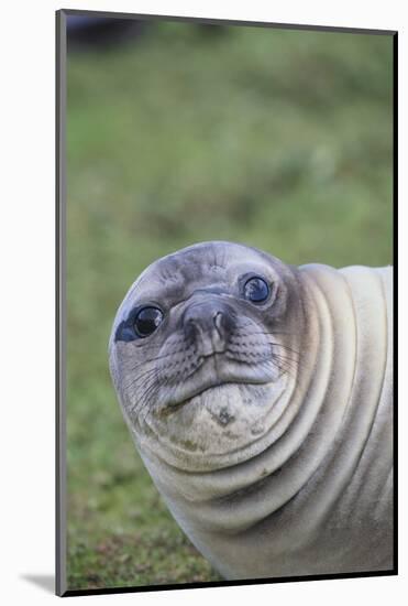 Southern Elephant Seal-DLILLC-Mounted Photographic Print