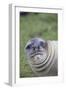 Southern Elephant Seal-DLILLC-Framed Photographic Print