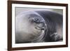 Southern Elephant Seal-DLILLC-Framed Photographic Print