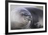 Southern Elephant Seal-DLILLC-Framed Photographic Print