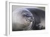 Southern Elephant Seal-DLILLC-Framed Photographic Print