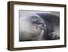 Southern Elephant Seal-DLILLC-Framed Photographic Print